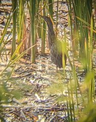 Botaurus lentiginosus