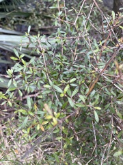 Coprosma ×cunninghamii