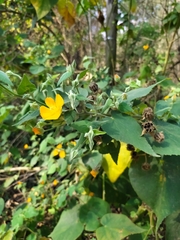 Abutilon grandifolium