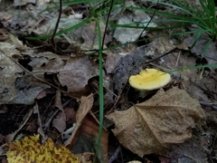 Russula claroflava