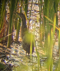 Botaurus lentiginosus