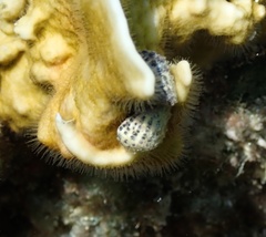 Cerithium litteratum