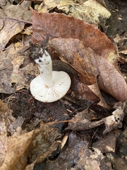 Russula amoenolens