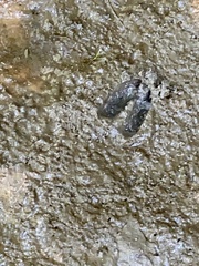 Odocoileus virginianus