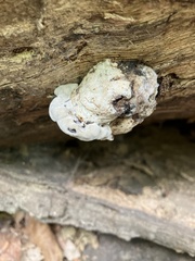 Fuscopostia fragilis