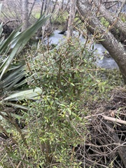 Coprosma ×cunninghamii