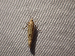 Ypsolopha cervella