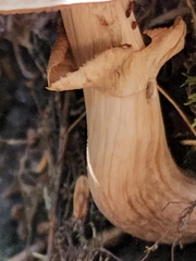 Cyclocybe erebia