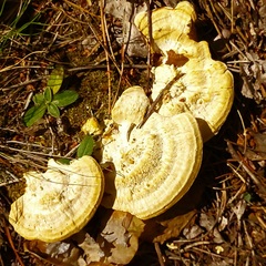 Trametes