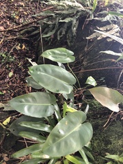 Philodendron