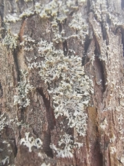 Physcia tenella