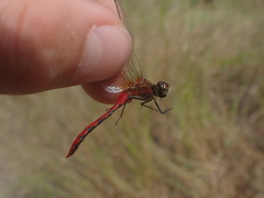 Sympetrum obtrusum