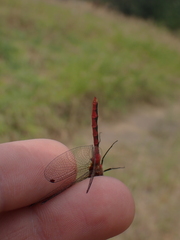 Sympetrum obtrusum