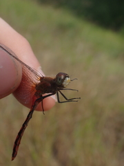 Sympetrum obtrusum
