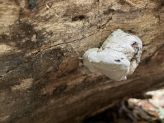 Fuscopostia fragilis