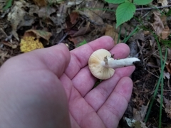 Russula claroflava