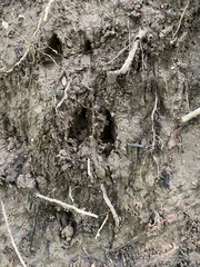 Odocoileus virginianus