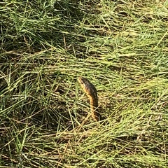 Thamnophis sirtalis pallidulus