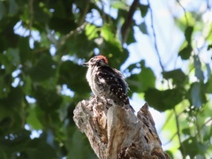 Dryobates nuttallii