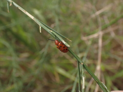 Crioceris duodecimpunctata