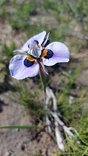 Image of Moraea villosa by (c) Jacques van der Merwe, some rights reserved (CC BY-SA)