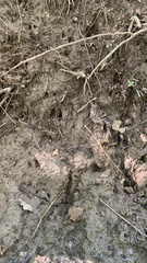 Odocoileus virginianus