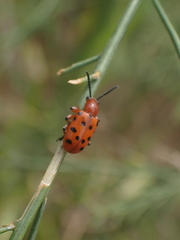 Crioceris duodecimpunctata
