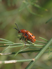 Crioceris duodecimpunctata