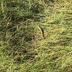 Thamnophis sirtalis pallidulus