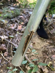 Schistocerca americana