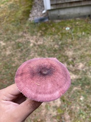 Russula mariae