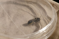 Osmia