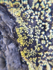 Rhizocarpon