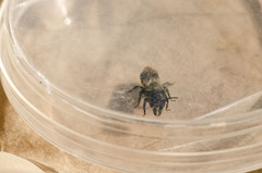 Osmia