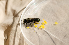 Osmia