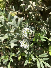 Lobularia