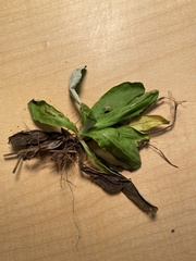 Gamochaeta americana