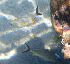 Haemulon carbonarium