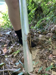 Schistocerca americana