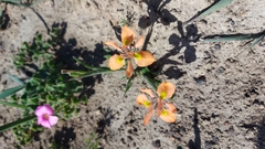 Moraea papilionacea