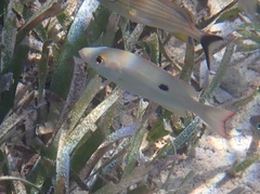 Lutjanus synagris
