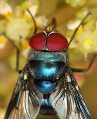 Chrysomya marginalis