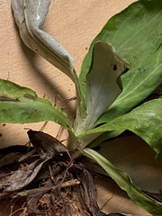 Gamochaeta americana