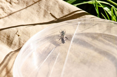 Osmia