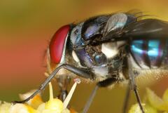 Chrysomya marginalis