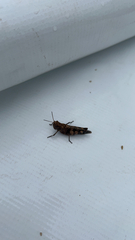 Oedipodinae