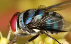 Chrysomya marginalis