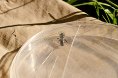 Osmia