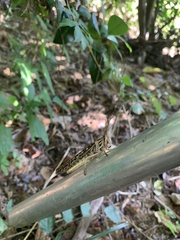 Schistocerca americana