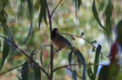 Saltator aurantiirostris